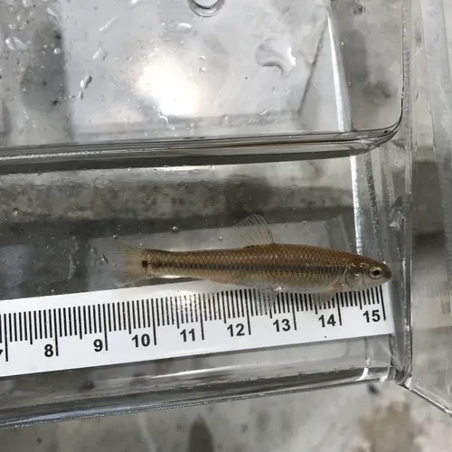 Bluntnose Minnow