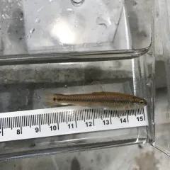 Bluntnose Minnow thumbnail 1