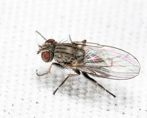 Lispocephala erythrocera
