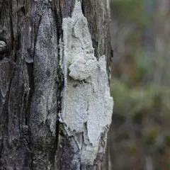Whitewash Lichen thumbnail 4