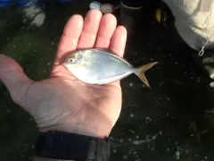 Pacific Pompano thumbnail 4