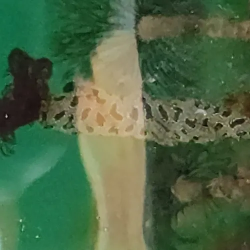 Star Tunicate
