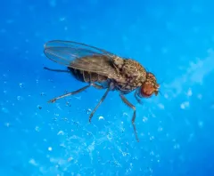 Hydei Fruit Fly thumbnail 1