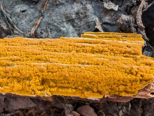 Phlebiodontia subochracea