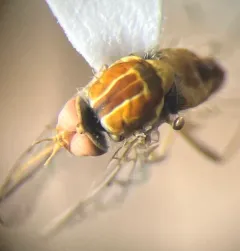Poecilognathus sulphureus thumbnail 3