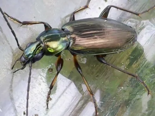 Agonum nutans