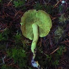 Blue-green Gym thumbnail 4