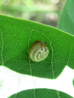 Carthusian Snail thumbnail 1