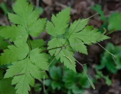 blunt-fruited sweet-cicely thumbnail 2