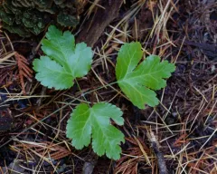 Idaho Goldthread thumbnail 3
