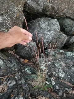 mountain fescue thumbnail 4
