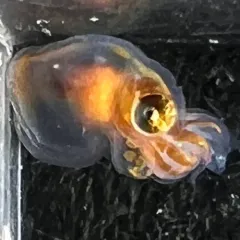 Giant Pacific Octopus thumbnail 4