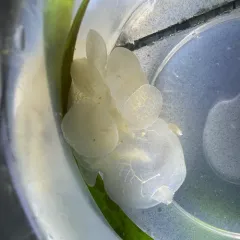 Hooded Nudibranch thumbnail 4