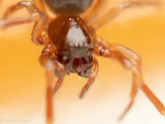 Robertus vigerens thumbnail 3