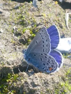 Cranberry Blue thumbnail 2