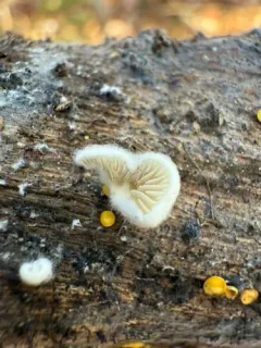 Crepidotus versutus thumbnail 3