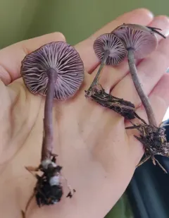 Pseudoomphalina angelesiana thumbnail 3