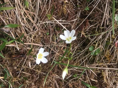 Beringian Springbeauty