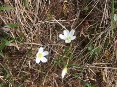 Beringian Springbeauty thumbnail 1