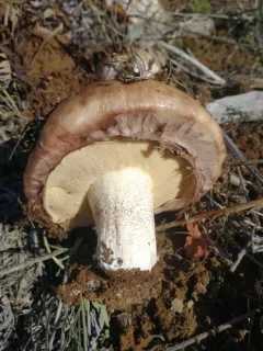 Suillus brunnescens thumbnail 3