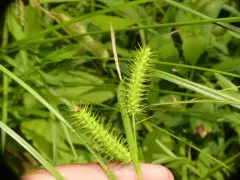 Bailey's Sedge thumbnail 3