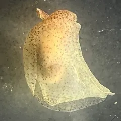 Pacific Batwing Seaslug thumbnail 3