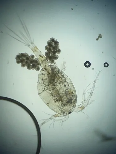 White copepod