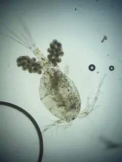 White copepod thumbnail 1