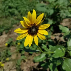 prairie sunflower thumbnail 1