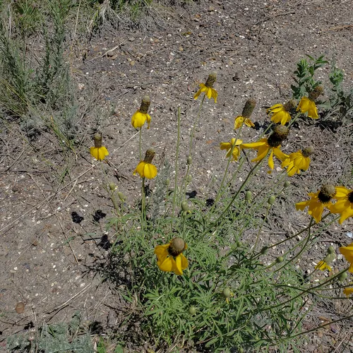 upright prairie coneflower