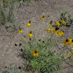Upright prairie coneflower