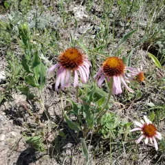 narrow-leaved purple coneflower thumbnail 3