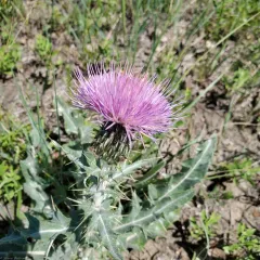wavyleaf thistle thumbnail 3