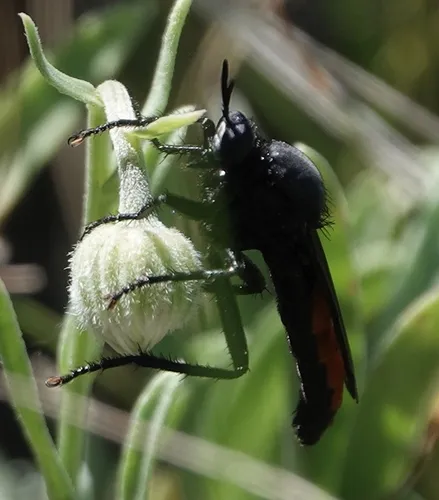 Ospriocerus aeacus
