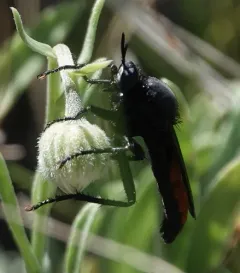Ospriocerus aeacus thumbnail 1