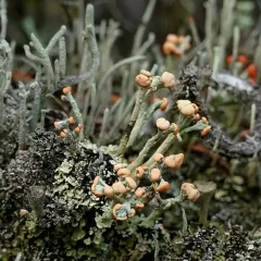 turban cup lichen thumbnail 4