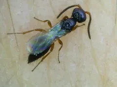 Laelius pedatus thumbnail 3
