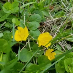 creeping Jenny thumbnail 4