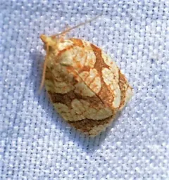 Adoxophyes furcatana thumbnail 2