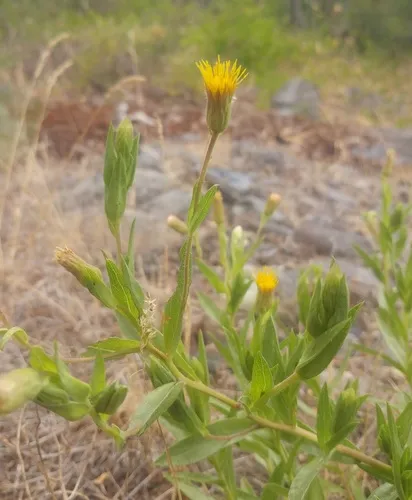Rayless False Goldenaster