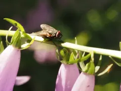 False Stable Fly thumbnail 4