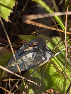 Straight-banded Nursery Web Spider thumbnail 3