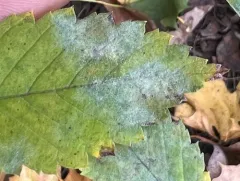 Erysiphe macrospora thumbnail 4