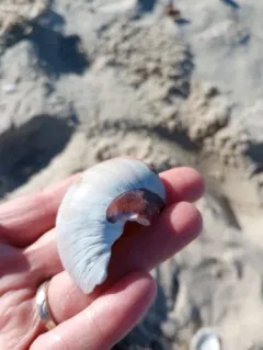 Shark Eye thumbnail 3