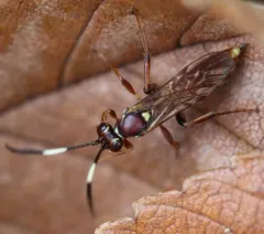 Melanichneumon disparilis thumbnail 4