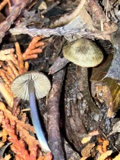 Entoloma alissae thumbnail 3