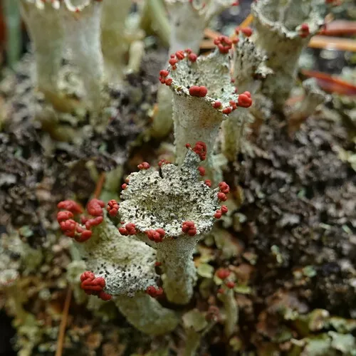Cladonia diversa