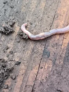 White Worm thumbnail 2
