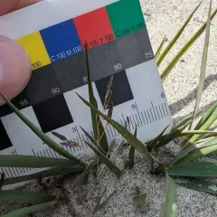 purple love grass thumbnail 4
