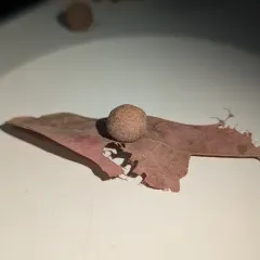 Philonix fulvicollis thumbnail 1